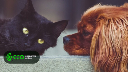 Cocus é pet friendly e colaboradores já têm seguro para os “patudos”